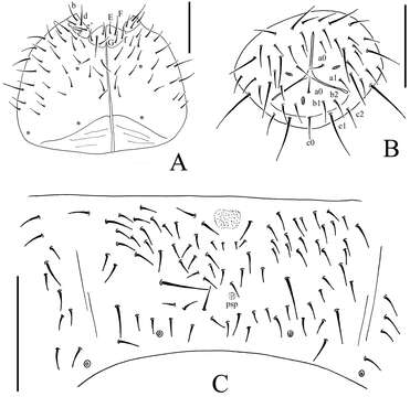 Image of Rootfeeding Springtails