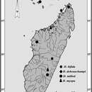 Image of Dugesia bifida Stocchino & Sluys 2014