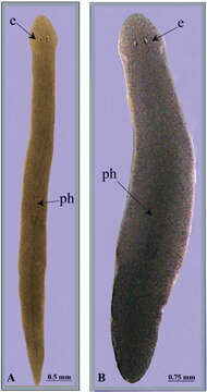 Image of Rhabditophora