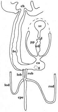 Image of Rhabditophora