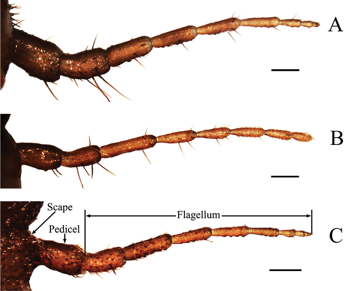 Image of Cryptotympana