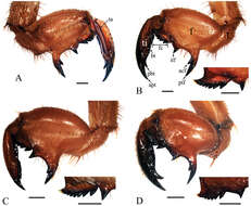 Image of Cryptotympana