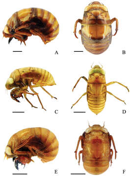 Plancia ëd Platypleura