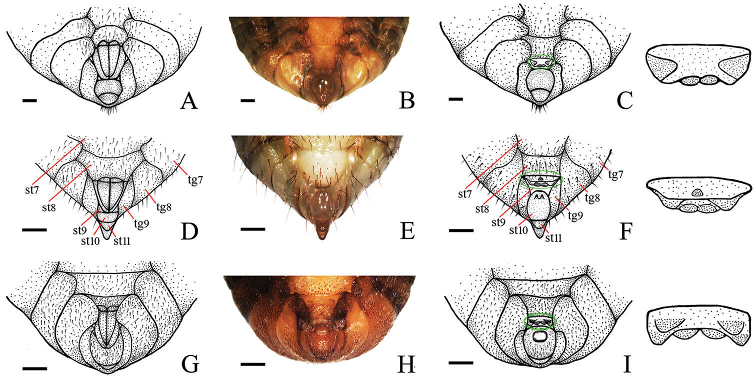 Image of Platypleura