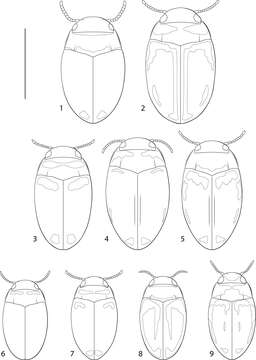 Image of Fontidessus microphthalmus Miller & Montano