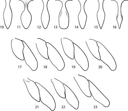 Image of Fontidessus microphthalmus Miller & Montano