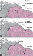 Image of Fontidessus microphthalmus Miller & Montano