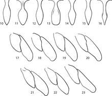 Image of Fontidessus toboganensis K. B. Miller & Spangler 2008