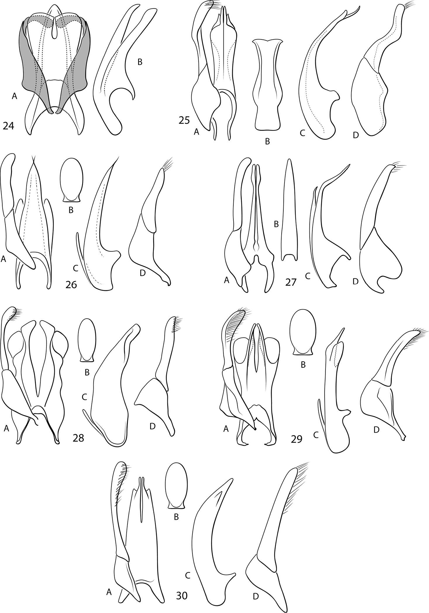 Image of Fontidessus toboganensis K. B. Miller & Spangler 2008