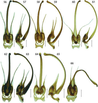 Sivun <i>Platerodrilus montanus</i> kuva