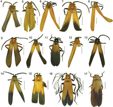 Sivun Platerodrilus ranauensis Masek & Bocak 2014 kuva