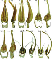 Sivun Platerodrilus ranauensis Masek & Bocak 2014 kuva