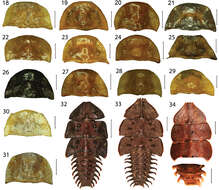 Sivun Platerodrilus sibayakensis Masek & Bocak 2014 kuva