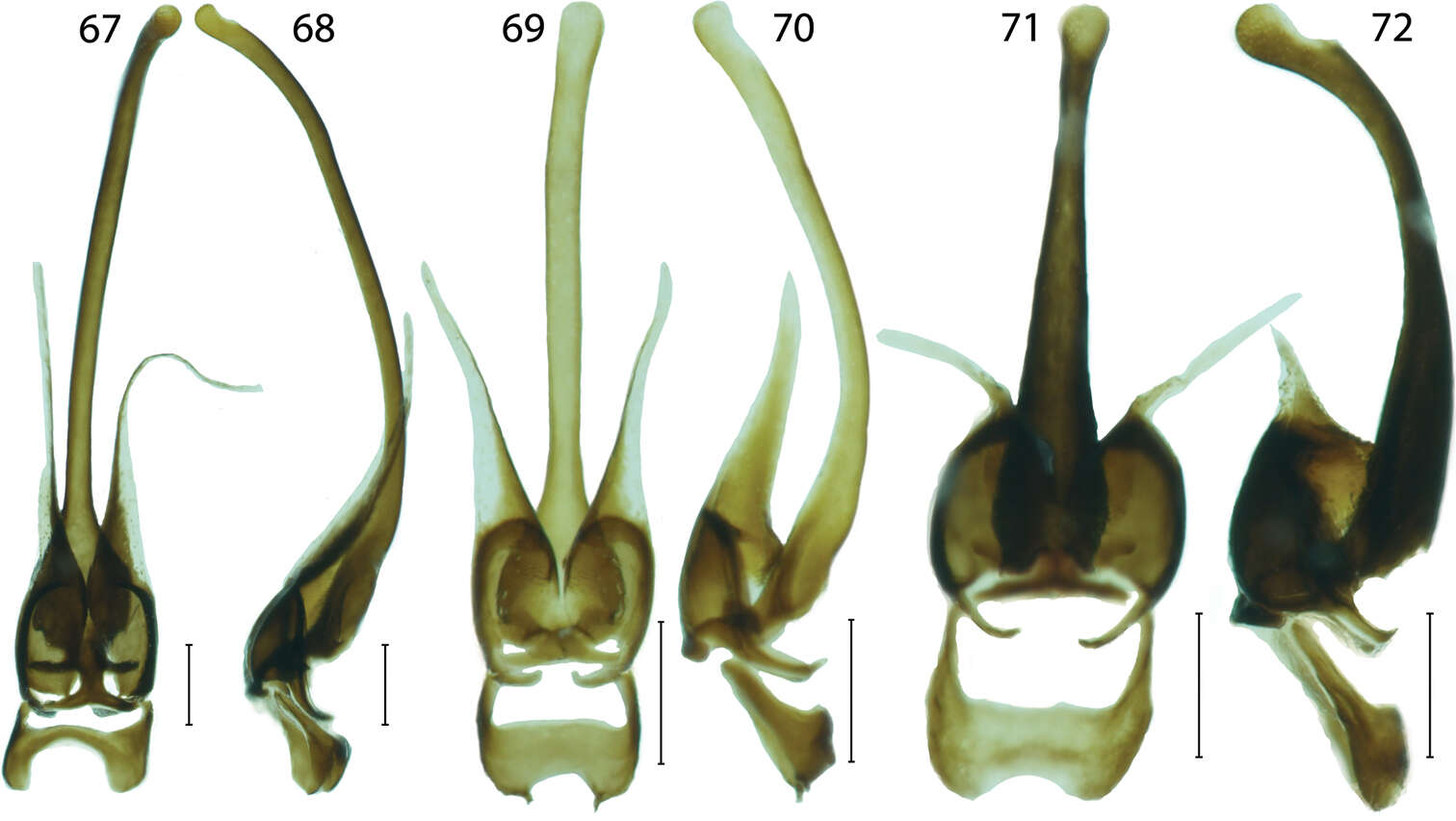 Слика од Platerodrilus sibayakensis Masek & Bocak 2014