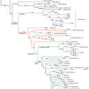 Sivun Platerodrilus sibayakensis Masek & Bocak 2014 kuva