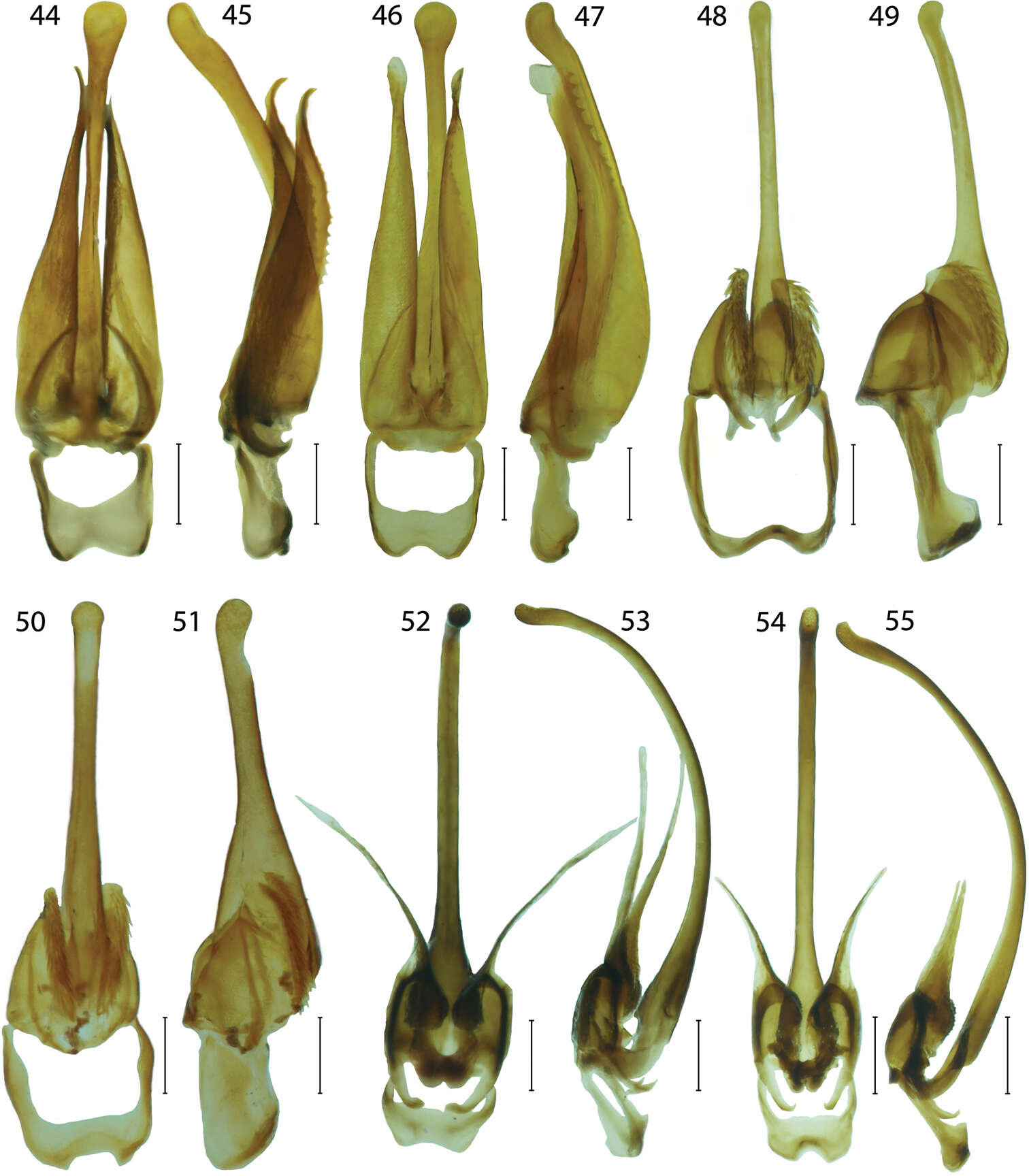 Sivun Platerodrilus talamauensis Masek & Bocak 2014 kuva