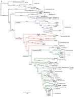 Sivun Platerodrilus talamauensis Masek & Bocak 2014 kuva