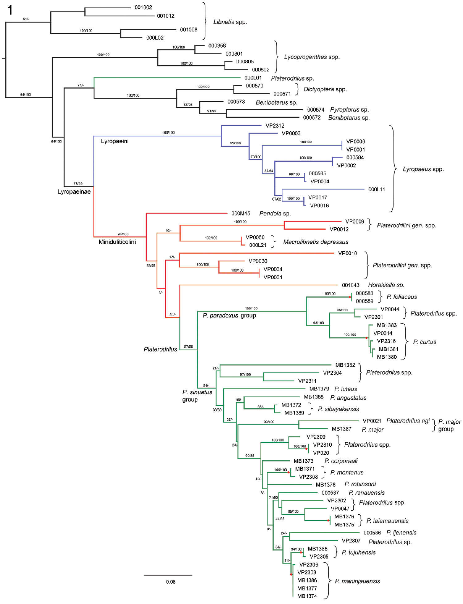 Sivun Platerodrilus talamauensis Masek & Bocak 2014 kuva