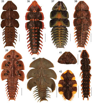 Imagem de <i>Platerodrilus paradoxus</i> Mjoeberg 1925