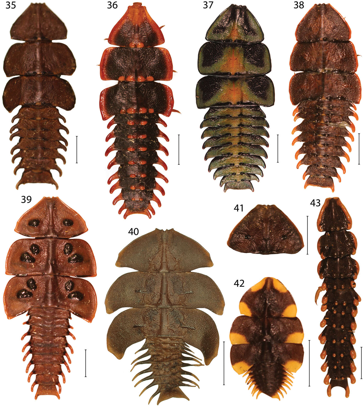 Image of <i>Platerodrilus paradoxus</i> Mjoeberg 1925