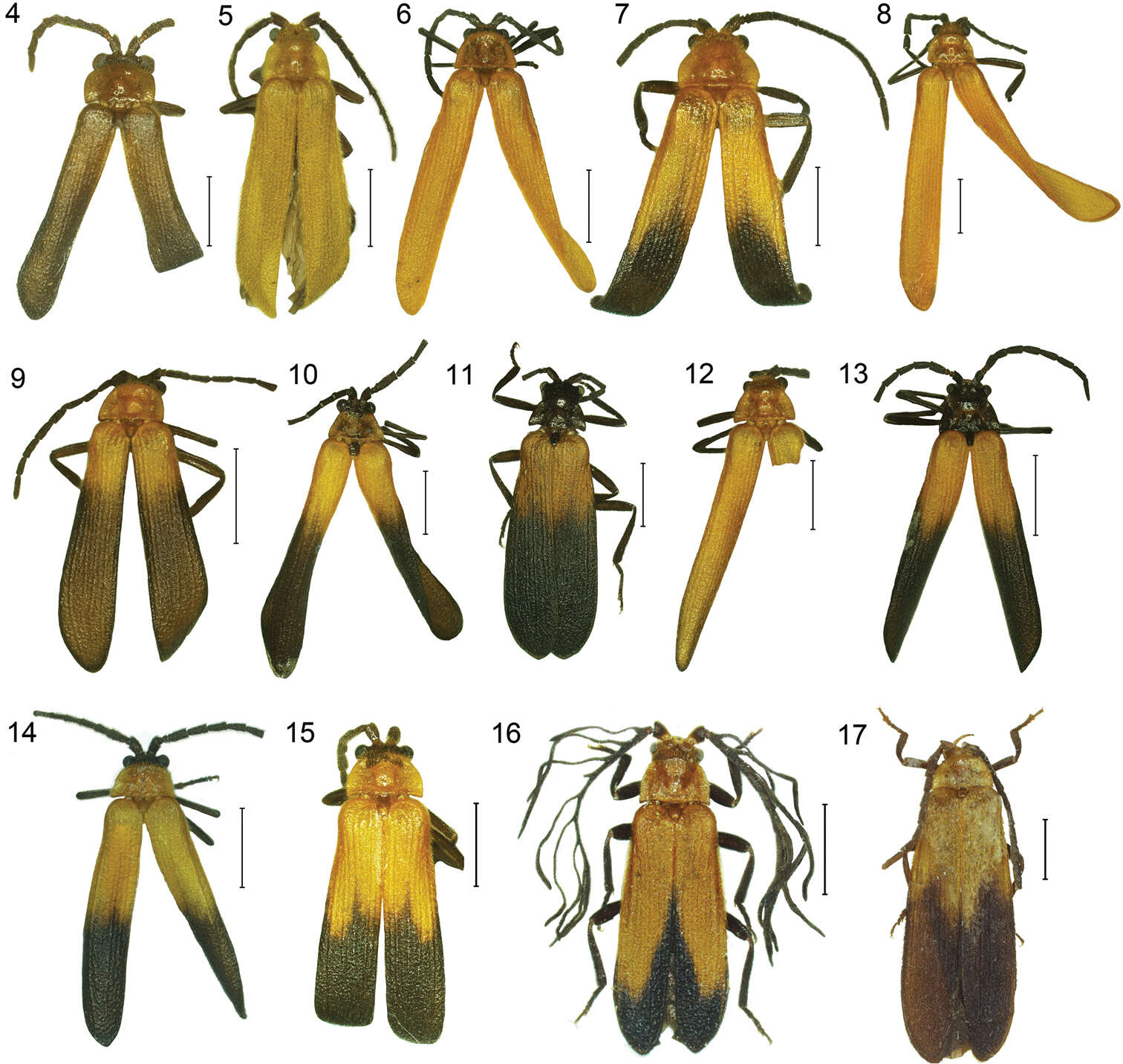 Sivun Platerodrilus ijenensis Masek & Bocak 2014 kuva