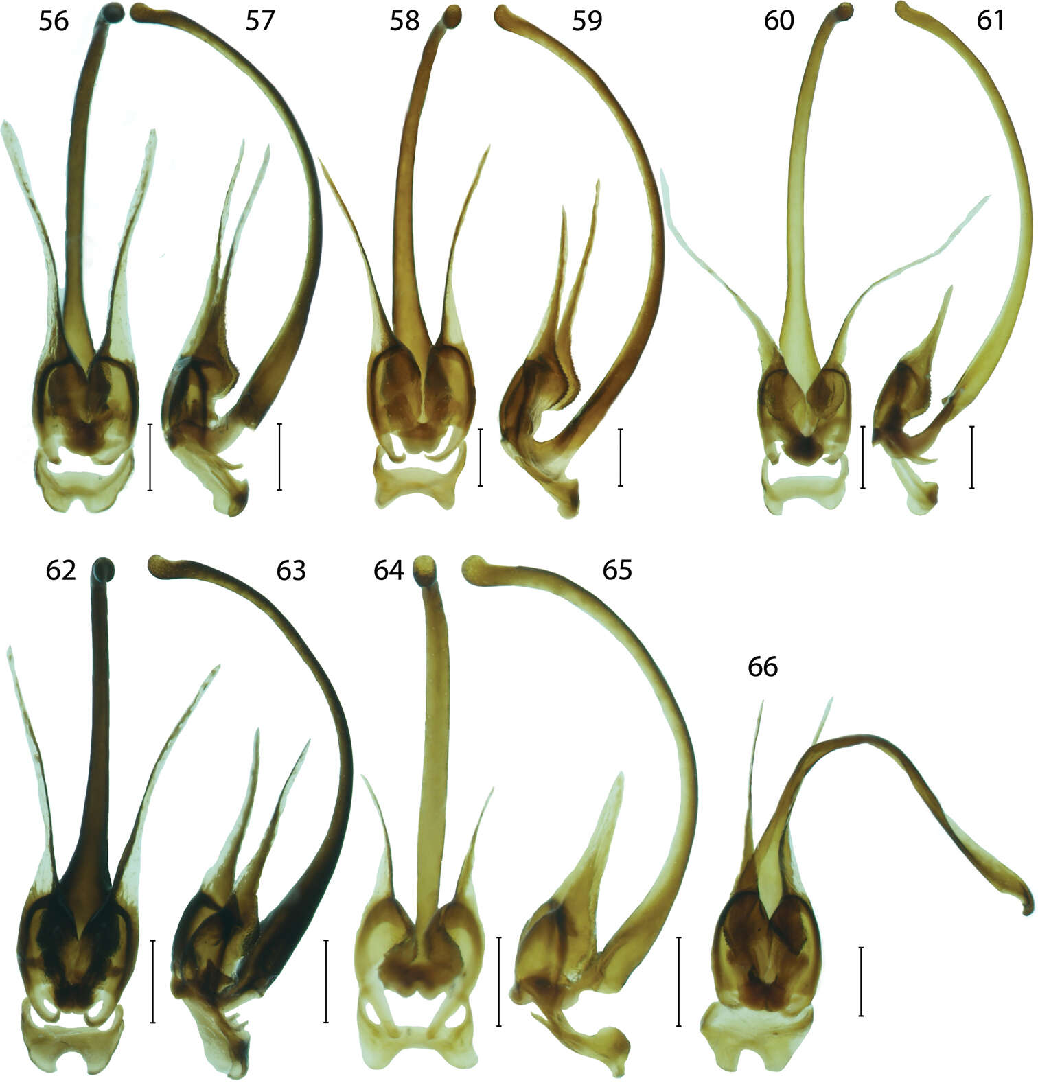 Sivun Platerodrilus ijenensis Masek & Bocak 2014 kuva