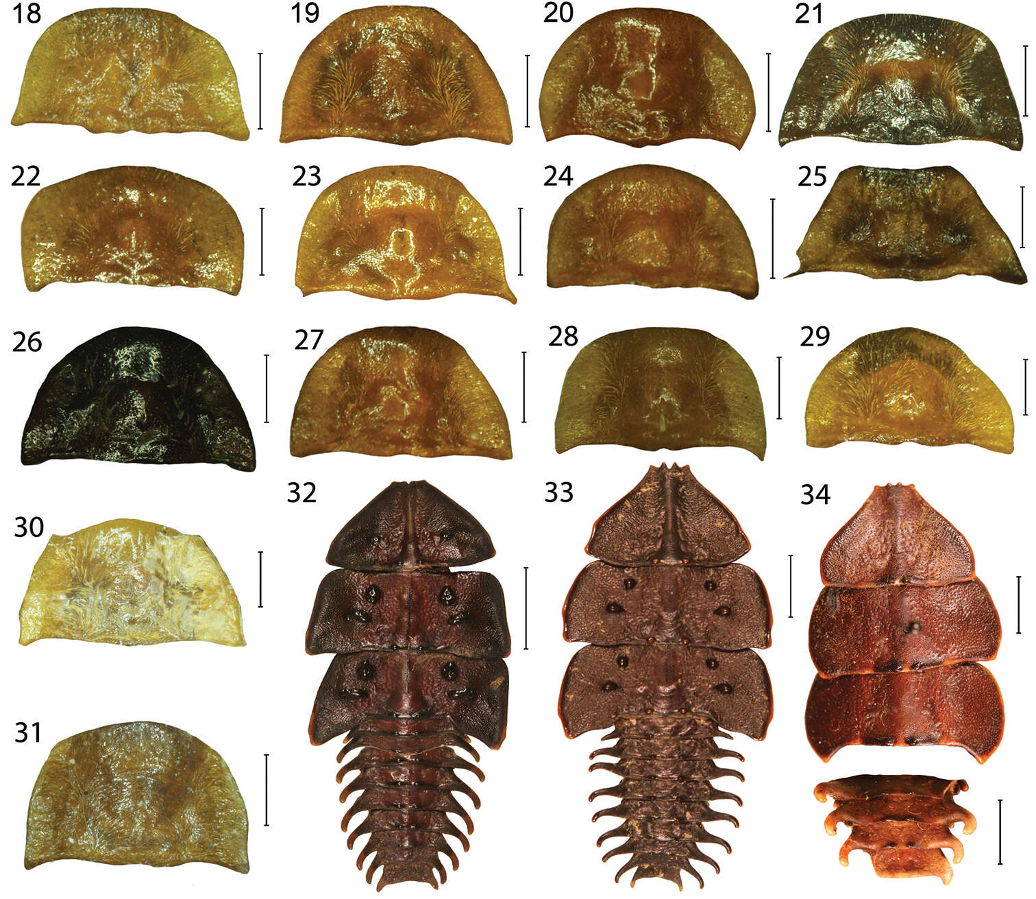 Sivun Platerodrilus luteus Masek & Bocak 2014 kuva