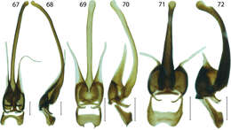 Sivun Platerodrilus luteus Masek & Bocak 2014 kuva