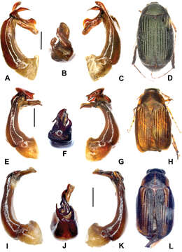 Image of Gastroserica fengduana Liu & Ahrens 2014