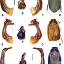 Sivun Gastroserica haoyui Liu & Ahrens 2014 kuva