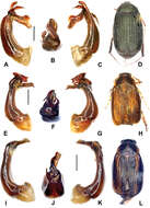 Sivun Gastroserica haoyui Liu & Ahrens 2014 kuva