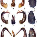 Sivun Gastroserica jinxiuensis Liu & Ahrens 2014 kuva