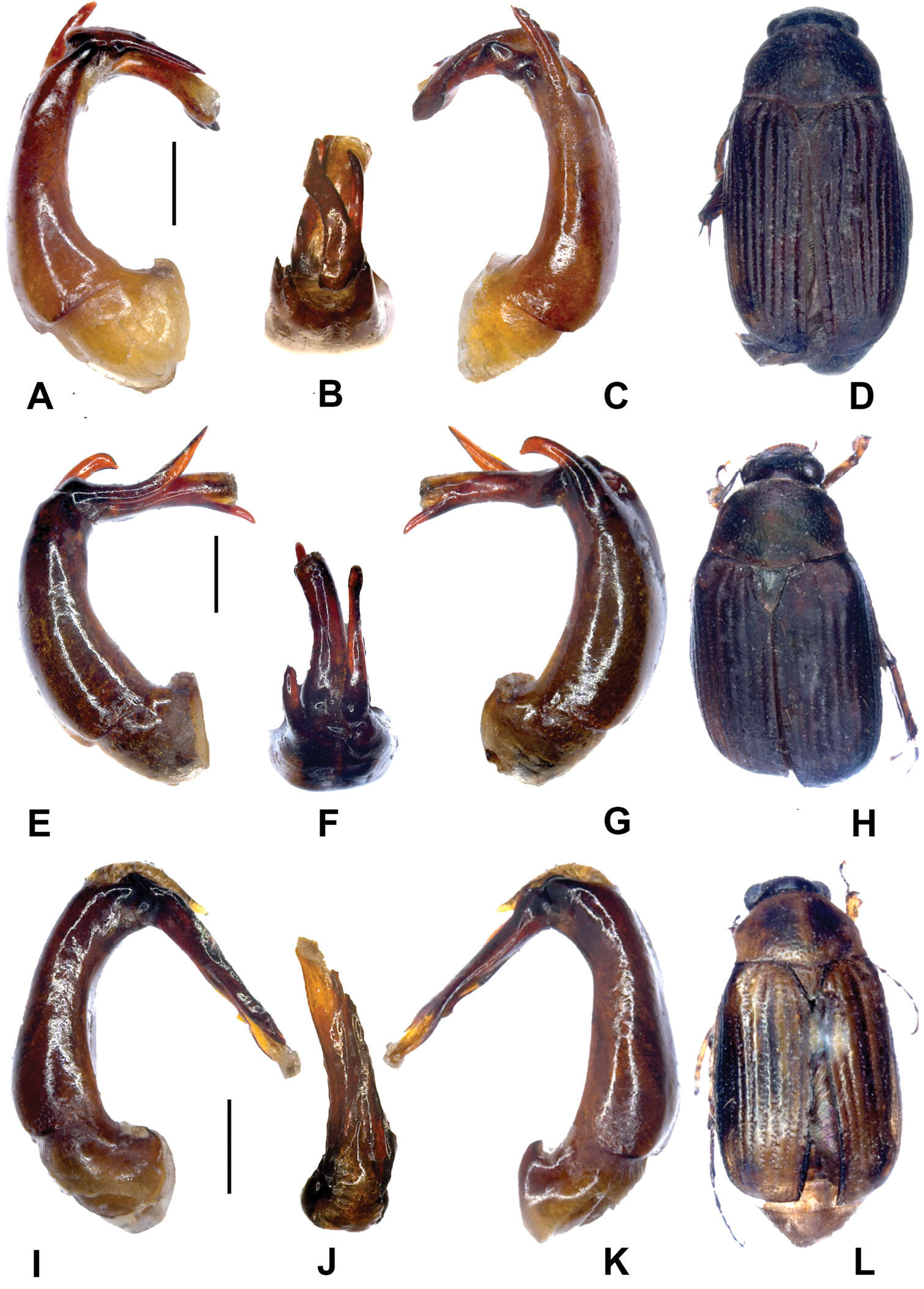 Sivun Gastroserica jinxiuensis Liu & Ahrens 2014 kuva