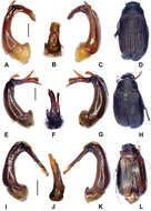 Image of Gastroserica wenzhui Liu & Ahrens 2014