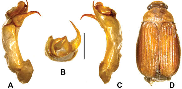 Sivun Gastroserica damingshanica Liu & Ahrens 2014 kuva