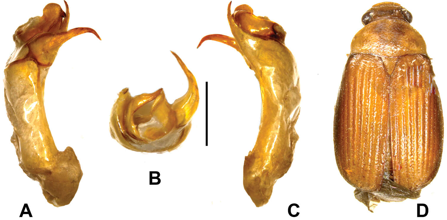 Sivun Gastroserica damingshanica Liu & Ahrens 2014 kuva