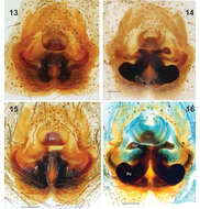 Image of Gnaphosa esyunini Marusik, Fomichev & Omelko 2014