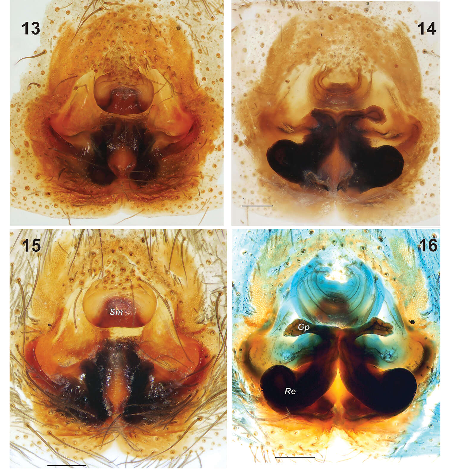 Image of Gnaphosa esyunini Marusik, Fomichev & Omelko 2014