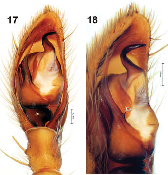 Image of Gnaphosa rasnitsyni Marusik 1993