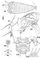 Image de Shevtchenkella denticulata Lotfollahi, de Lillo & Irani-Nejad 2014