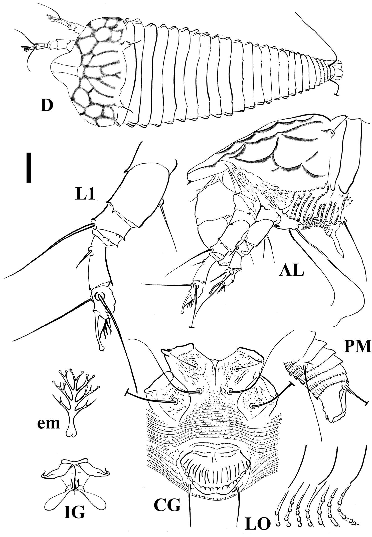 Image de Shevtchenkella denticulata Lotfollahi, de Lillo & Irani-Nejad 2014