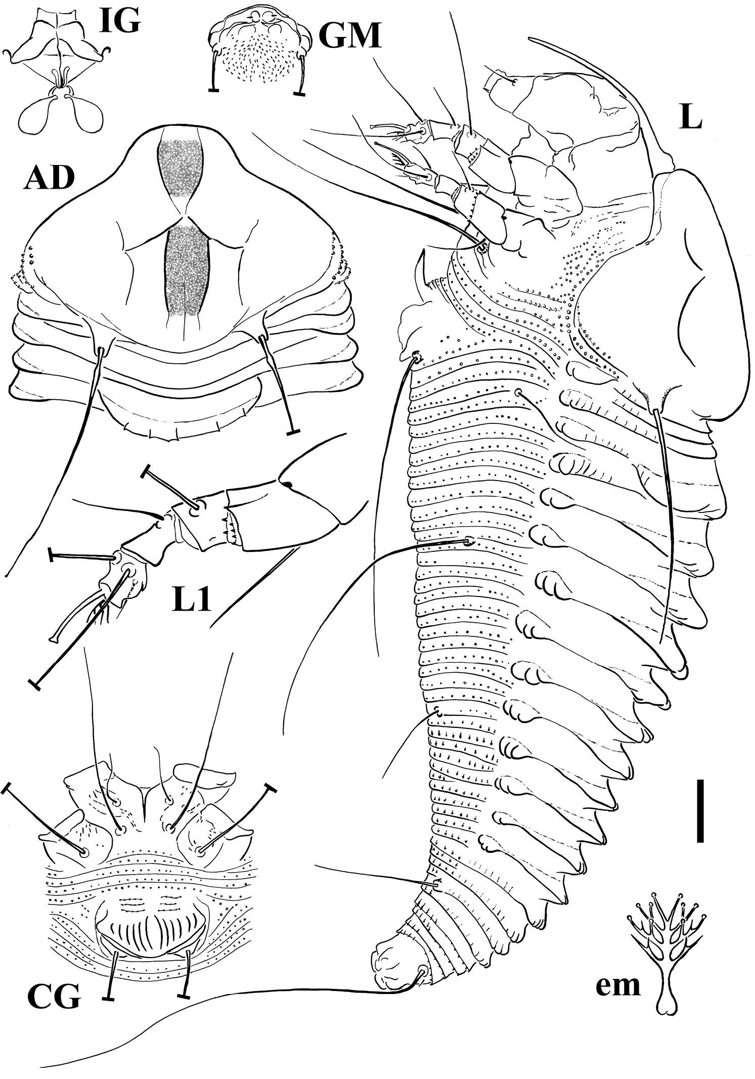 Image of Notallus pestehae Lotfollahi, de Lillo & Irani-Nejad 2014