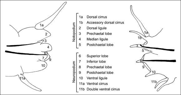 Image of ragworms