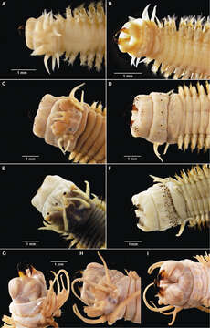 Image of Neanthes Kinberg 1865