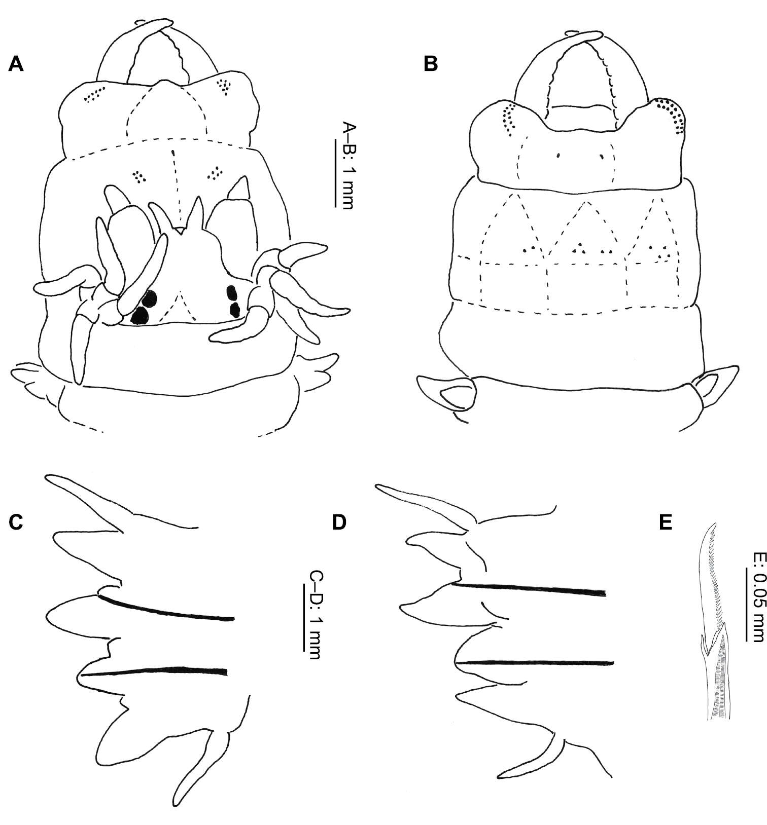 Image of Clam Worms