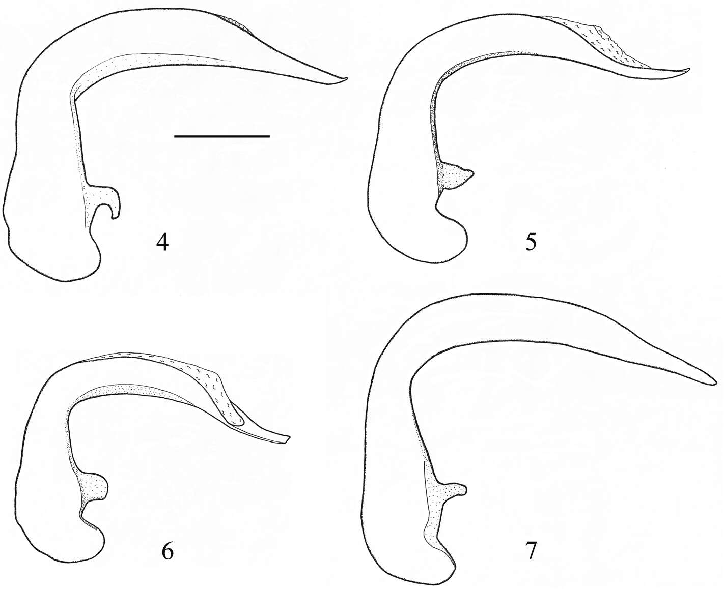 Image of Orthomus (Orthomus) longior Chaudoir 1874