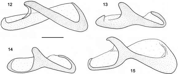 Image of Orthomus (Orthomus) longior Chaudoir 1874