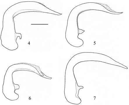 Image of Orthomus (Orthomus) longulus (Reiche & Saulcy 1855)