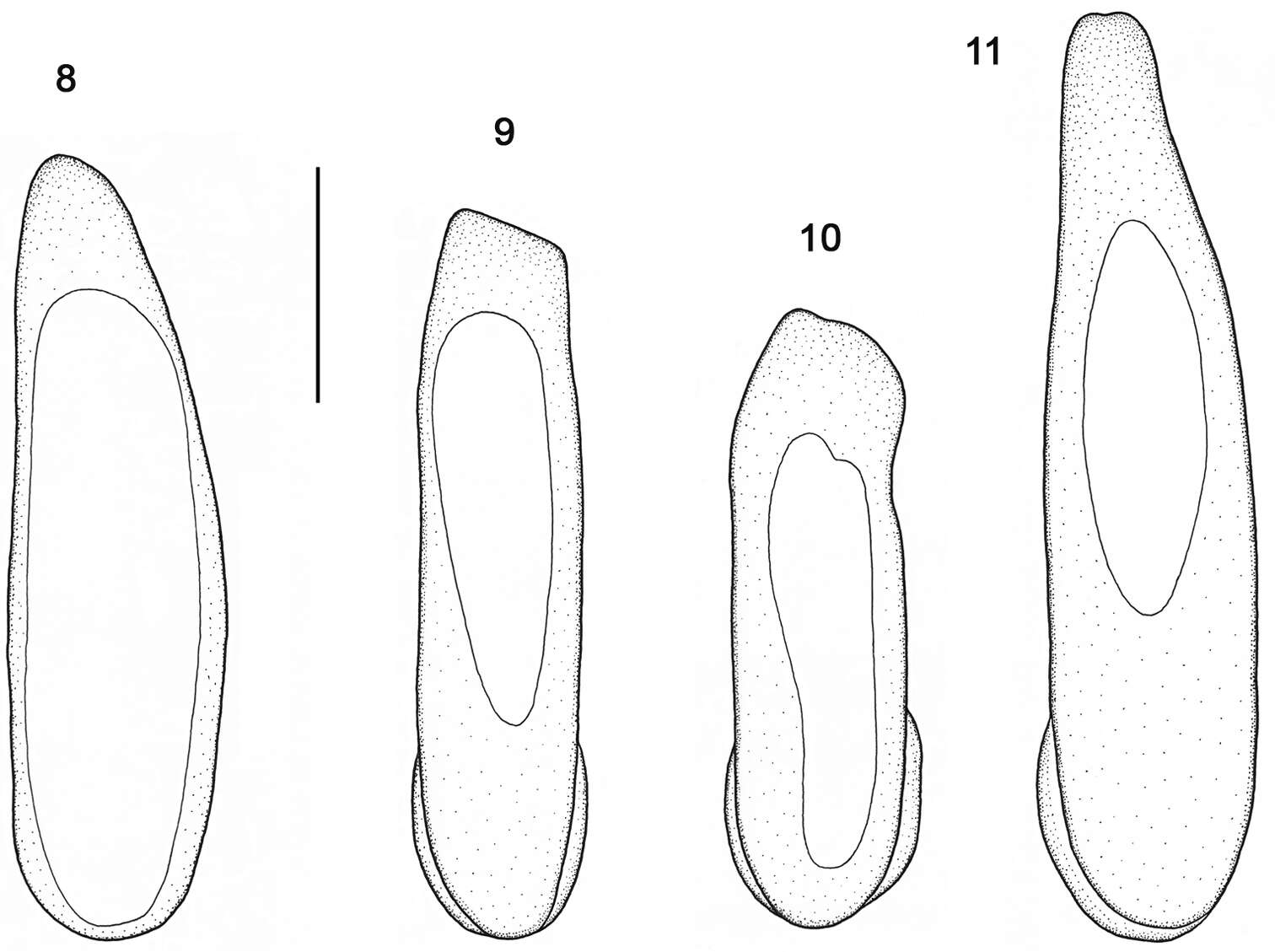 Image of Orthomus (Orthomus) longulus (Reiche & Saulcy 1855)