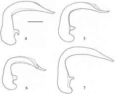 Image of Orthomus (Orthomus) velocissimus (Waltl 1835)